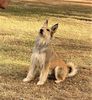 Profile picture of the animal