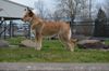 Profile picture of the animal