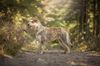 Profile picture of the animal