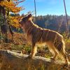 Profile picture of the animal