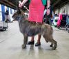 Profile picture of the animal