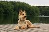 Profile picture of the animal