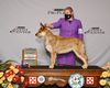Profile picture of the animal