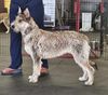 Profile picture of the animal