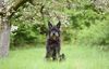 Profile picture of the animal
