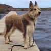 Profile picture of the animal