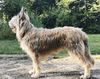 Profile picture of the animal