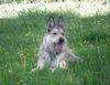 Profile picture of the animal