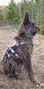 Profile picture of the animal