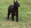 Profile picture of the animal