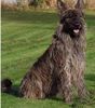 Profile picture of the animal