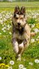 Profile picture of the animal