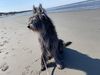 Profile picture of the animal