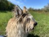 Profile picture of the animal