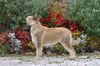 Profile picture of the animal