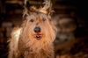 Profile picture of the animal