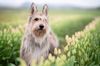 Profile picture of the animal