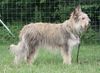 Profile picture of the animal