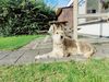 Profile picture of the animal
