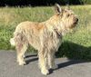 Profile picture of the animal
