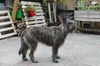 Profile picture of the animal