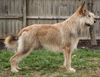 Profile picture of the animal