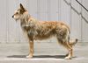 Profile picture of the animal