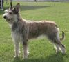 Profile picture of the animal