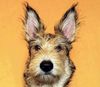 Profile picture of the animal