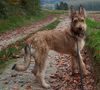 Profile picture of the animal