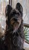 Profile picture of the animal