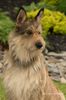 Profile picture of the animal