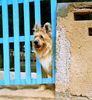 Profile picture of the animal
