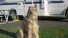 Profile picture of the animal