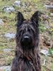 Profile picture of the animal
