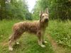 Profile picture of the animal
