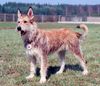 Profile picture of the animal