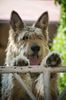 Profile picture of the animal