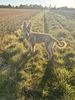 Profile picture of the animal