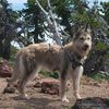 Profile picture of the animal