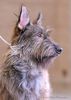 Profile picture of the animal