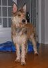 Profile picture of the animal