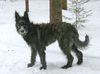 Profile picture of the animal