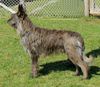 Profile picture of the animal