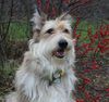 Profile picture of the animal