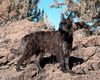 Profile picture of the animal