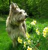 Profile picture of the animal
