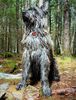 Profile picture of the animal