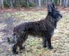 Profile picture of the animal