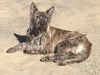 Profile picture of the animal